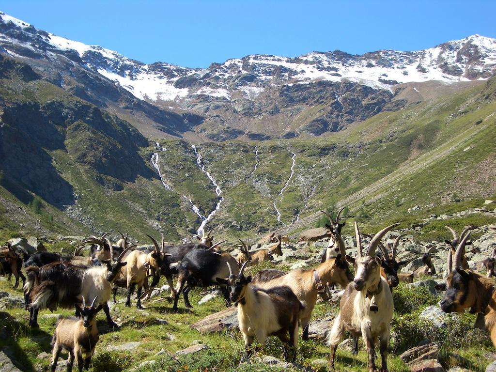 Alpina Residence Naturns Bagian luar foto